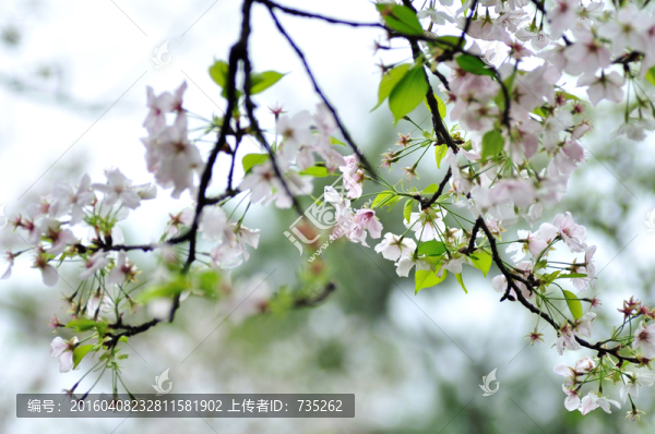 櫻花