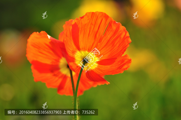 虞美人