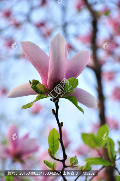 玉蘭花