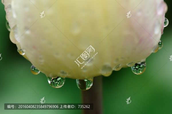 郁金香