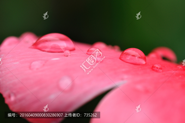 郁金香上的水珠