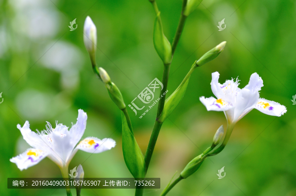 鳶尾花