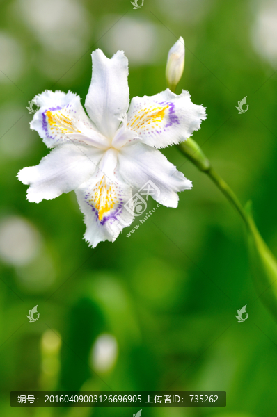 鳶尾花