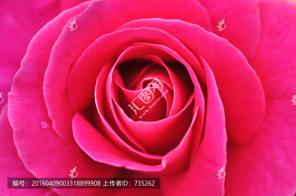 月季
