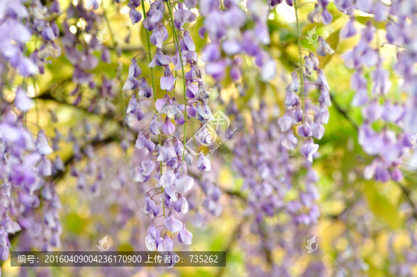 紫藤花