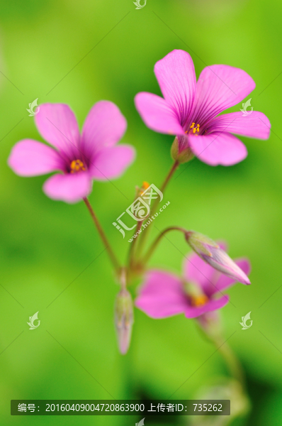紅花酢漿草