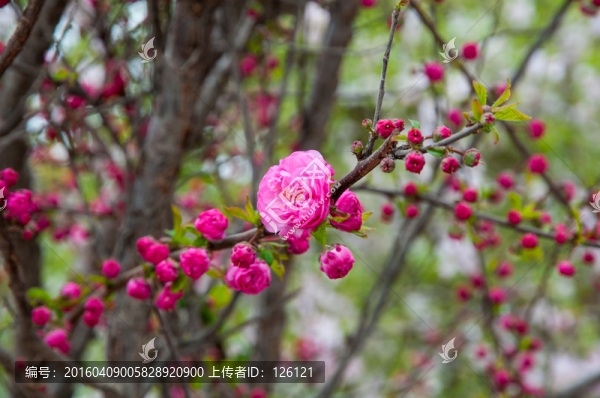 海棠花