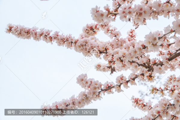 海棠花