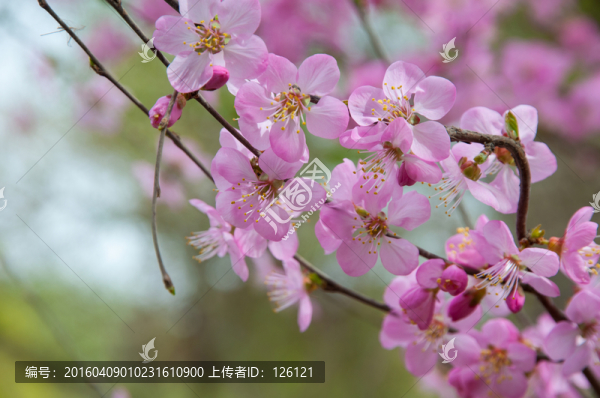 海棠花