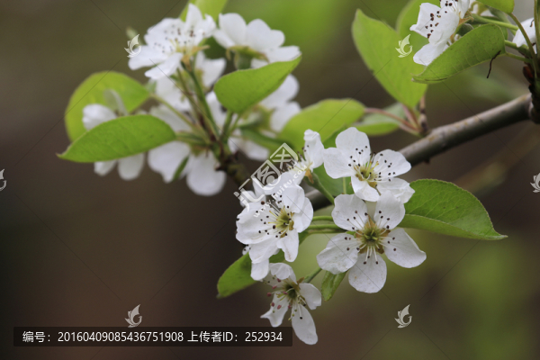梨花