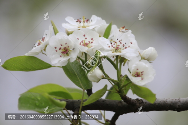 梨花