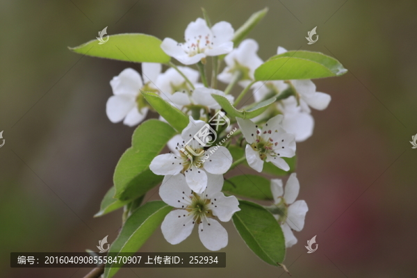 梨樹花