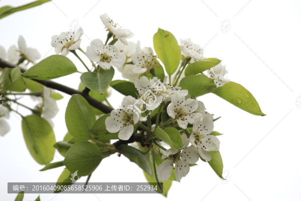 梨樹花