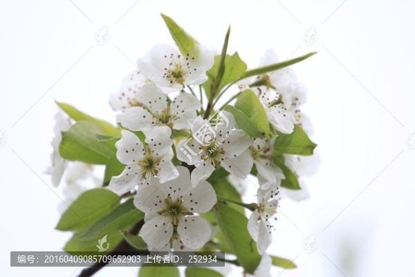 梨花