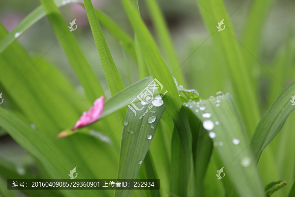 露珠