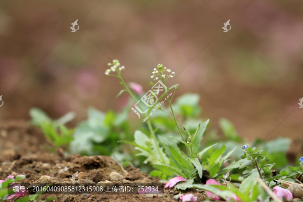 綠色植物