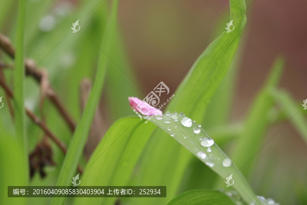 綠色背景