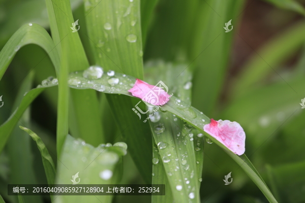 落花