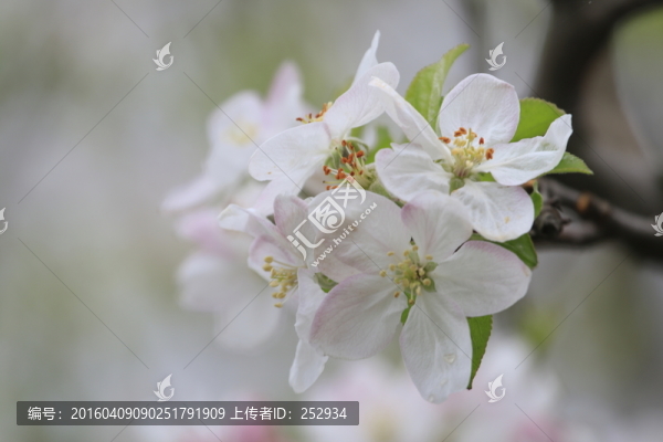 蘋果花