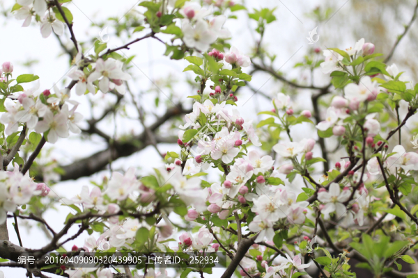 蘋果花