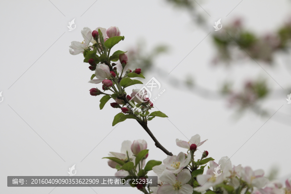 蘋果花