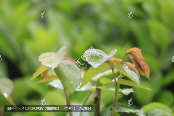 綠色背景素材
