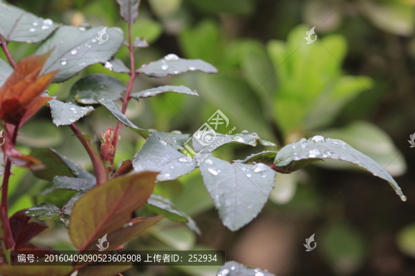 枝葉露珠