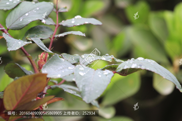 枝葉露珠