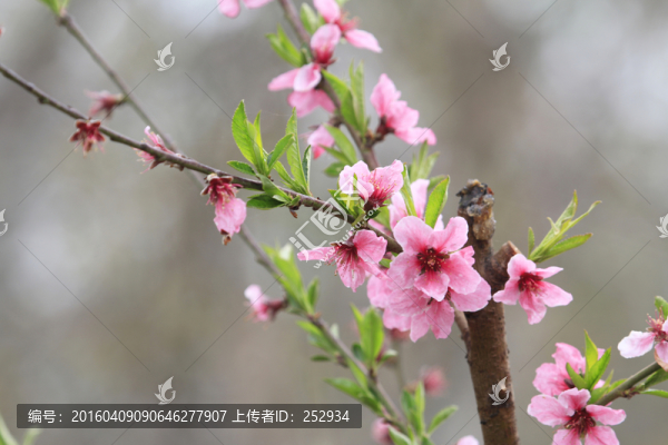 桃花
