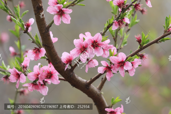 桃花