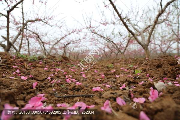 桃園落花