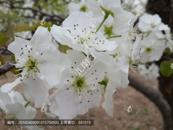 梨花