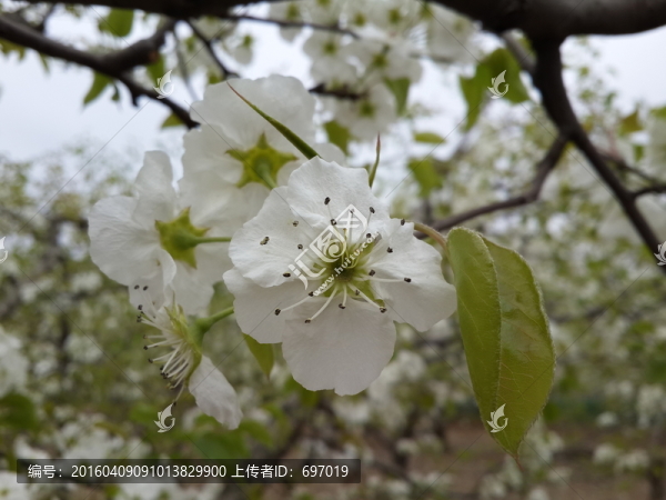 梨花