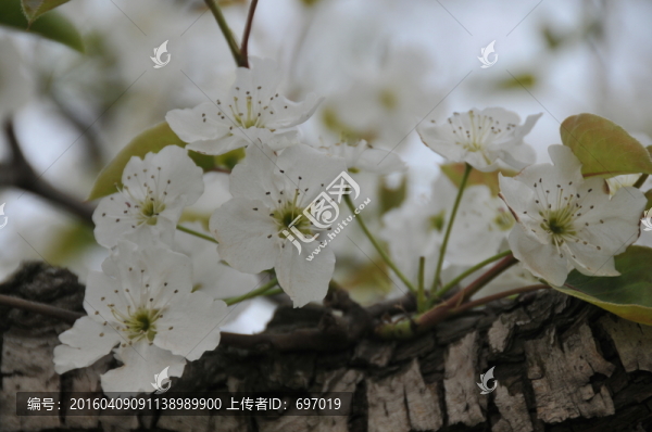 梨花