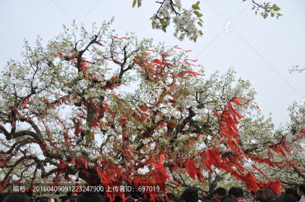 碭山梨花