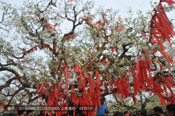 碭山梨花