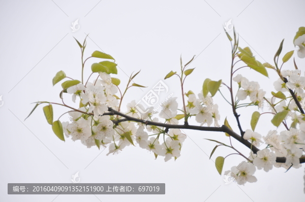 碭山梨花