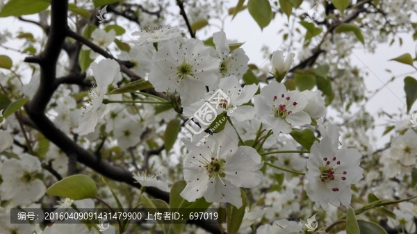 碭山梨花