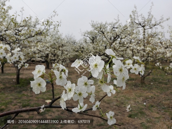 碭山梨花