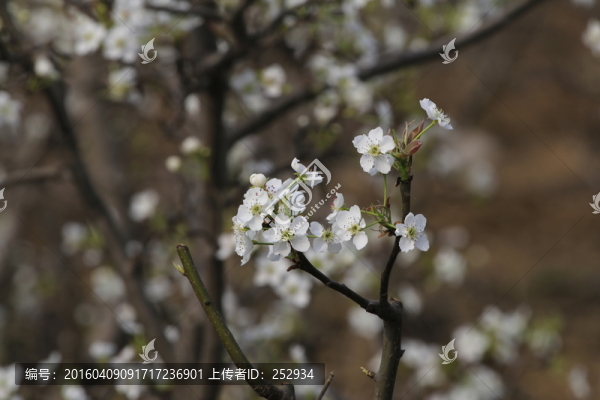梨園花開