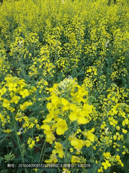 油菜花
