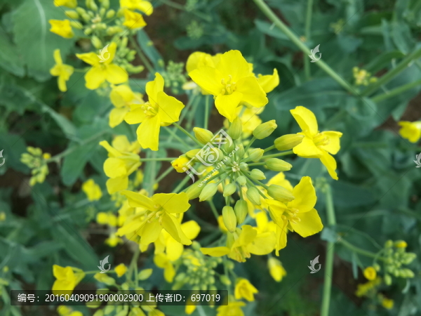 油菜花
