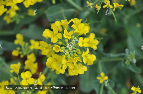 油菜花