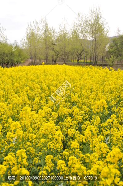 油菜花