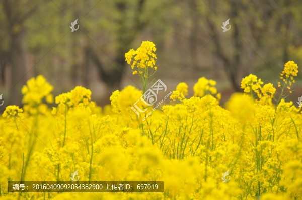 油菜花