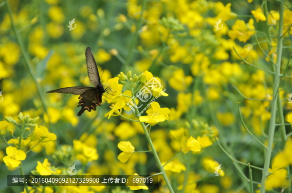 油菜花
