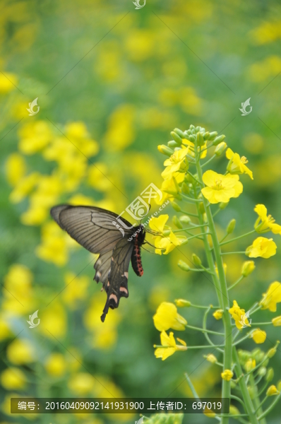 油菜花