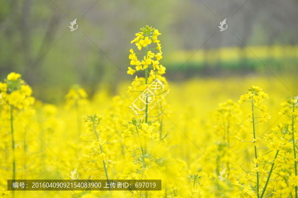 油菜花