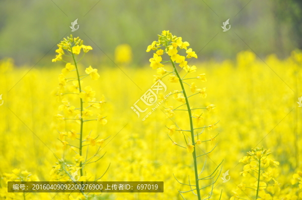 油菜花