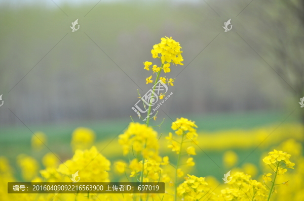 油菜花